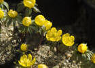 Eranthis - yellow Winter Aconite flowers